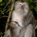 monkey_macaque_balinese_mf_ubud_v_0761_bal0774.jpg